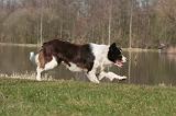 BORDER COLLIE 1447